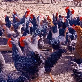 даминанд.  товук