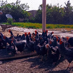 даминанд.  товук