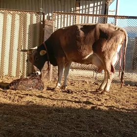 arginal śwes göleli sygyr