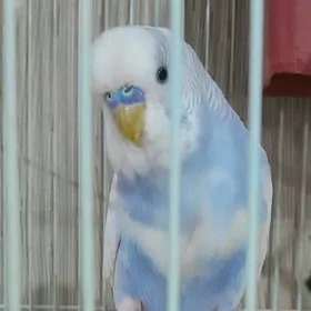 Волнистый попугай