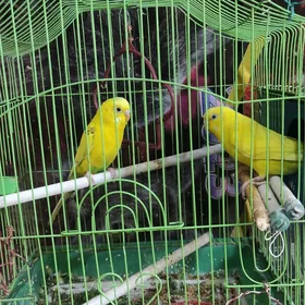 попугайчики