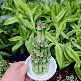 Bambuk korolewskiý Бамбук