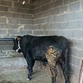 şwes okuz  3 ýaşan