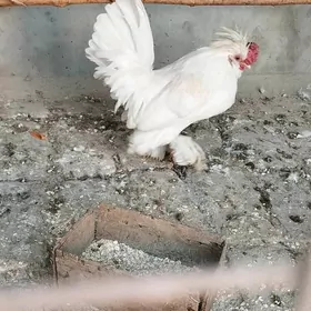 karlik ýaponçik horaz