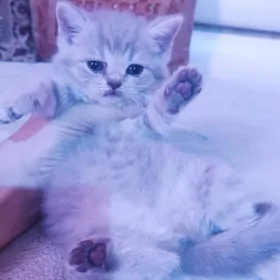 кошка прямаушка