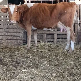 simental göleli sygyr