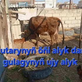 Sygyr we Ökiz
