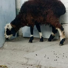 tokly çebiş,ikisi bile