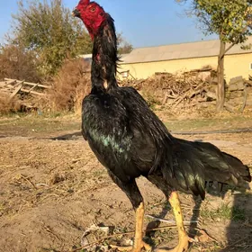 satlyk garlawac bayes