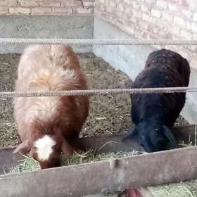 Goýunlar Gissar Gurat 2 sanak