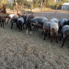 бакылан гысыр гойнлар