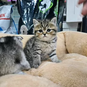 Шотландский шиншилла