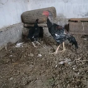 хораз и маки