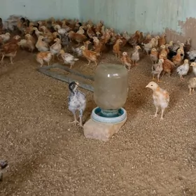 2 bolup baryan jujeler