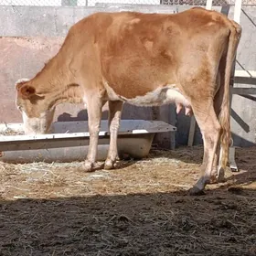 simental  tohum goleli sygyr