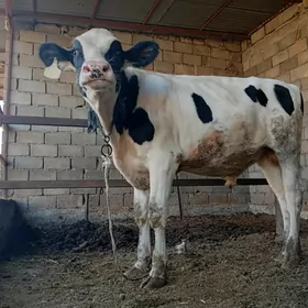 Гольштейн. ala öküz