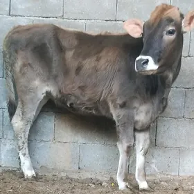 Şibes öküz we tüwe