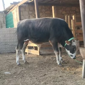 Okuzler doga gapyn maly