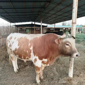 iki yasamadyk (okuz)