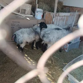 Bakylan işşek goýun