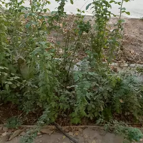 розы пионовидные