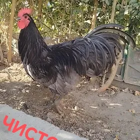 АВСТРОЛОРП