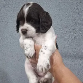 Щенки спаниеля