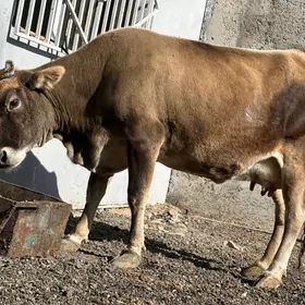 ARGİNAL GÖLELİ SYGYR