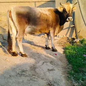 süÿtly tohum sygyr