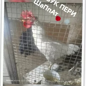 АК Товук Пери Хораз