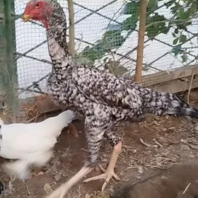 ГЕРМАН ГОК ШАМО