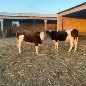 галштейин унаджынлар