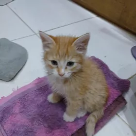 маленкий котёнок  2 месяца м