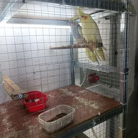 Попугай Karelly