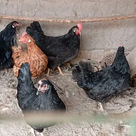 Yasajyk towuk horazlar