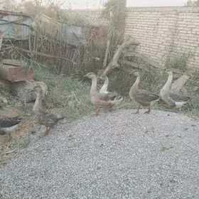 верхкиркинка дача гуси