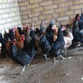 towuklar we horazlar