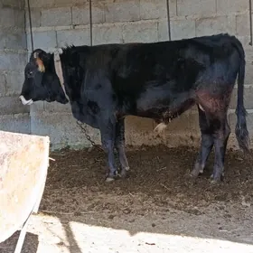 argynal şwes öküz