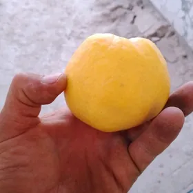 miweli sapma nahal bag