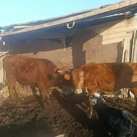 Bereket Türkmenistan obasy