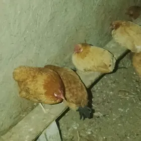 MESNİ TOWUK BAR SATLYK