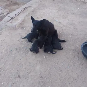 НЕМЕСКИ АВЧАРКА