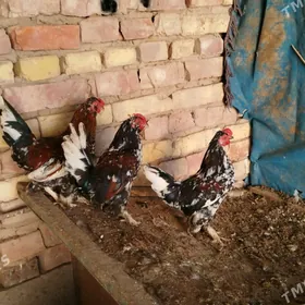 Karlikk yumurtgasy bar