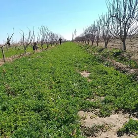 bag gyrkmak abreska hyzmatlar