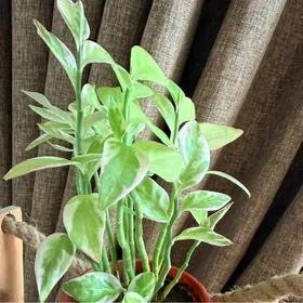 Педилантус