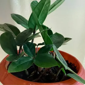 Замиакулькас