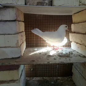 kepderi 🪽️️🪽