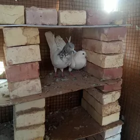 kepderi 🪽️️ 🪽