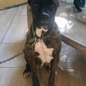 щенки коне-корсо