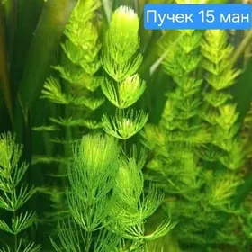 Роголистник аквариумное растен